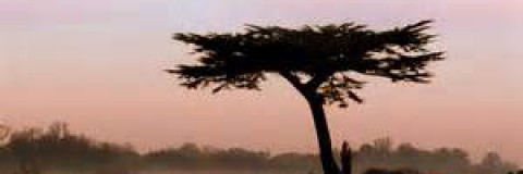 Cedar Consulting
